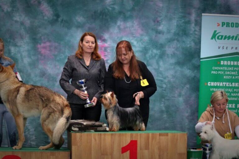 Tessier Silky Terriers