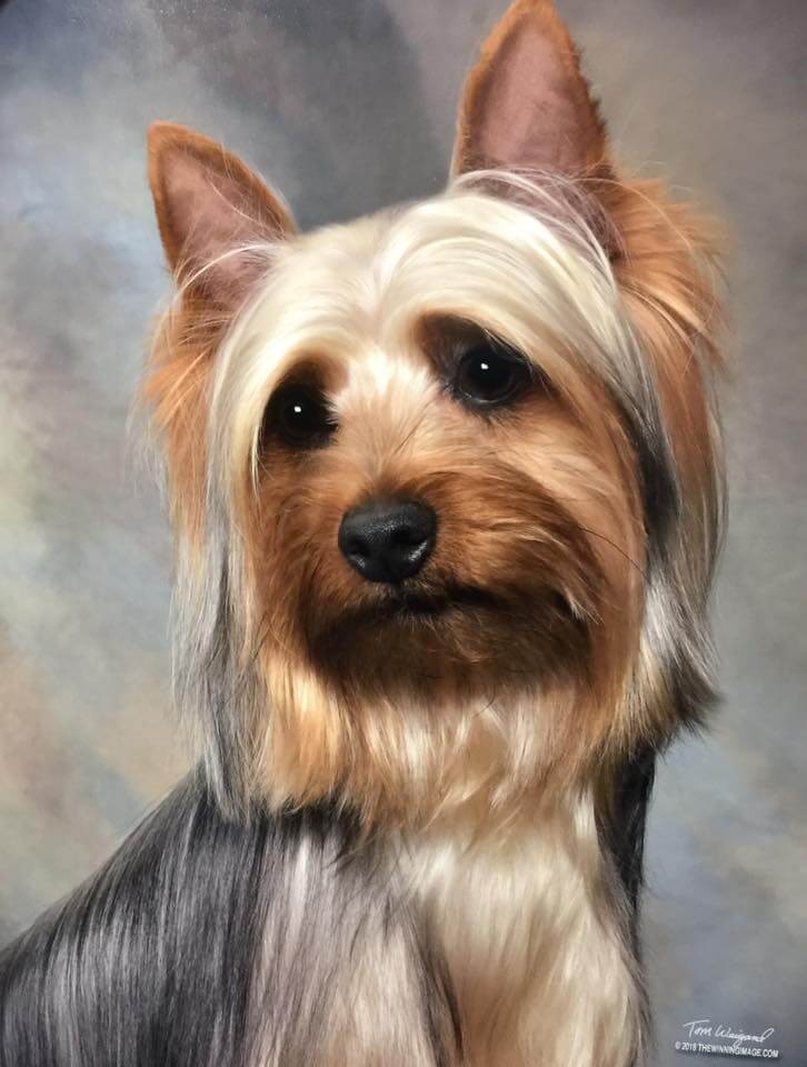 silky terrier for sale