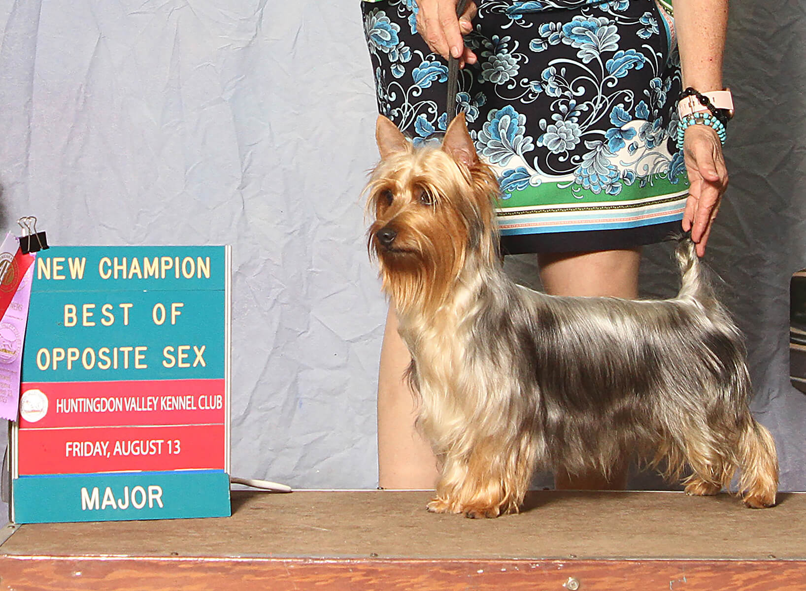 Tessier Silky Terriers