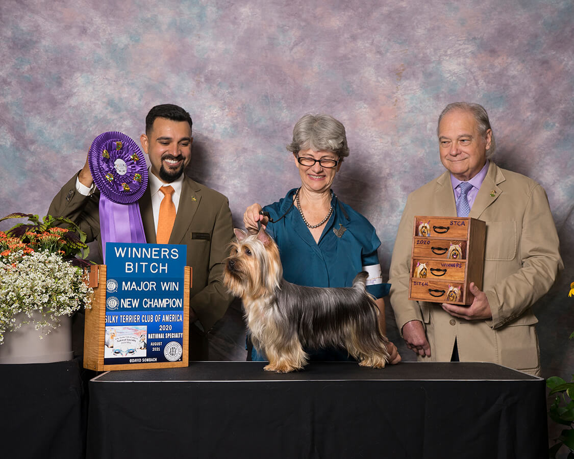 Tessier Silky Terriers