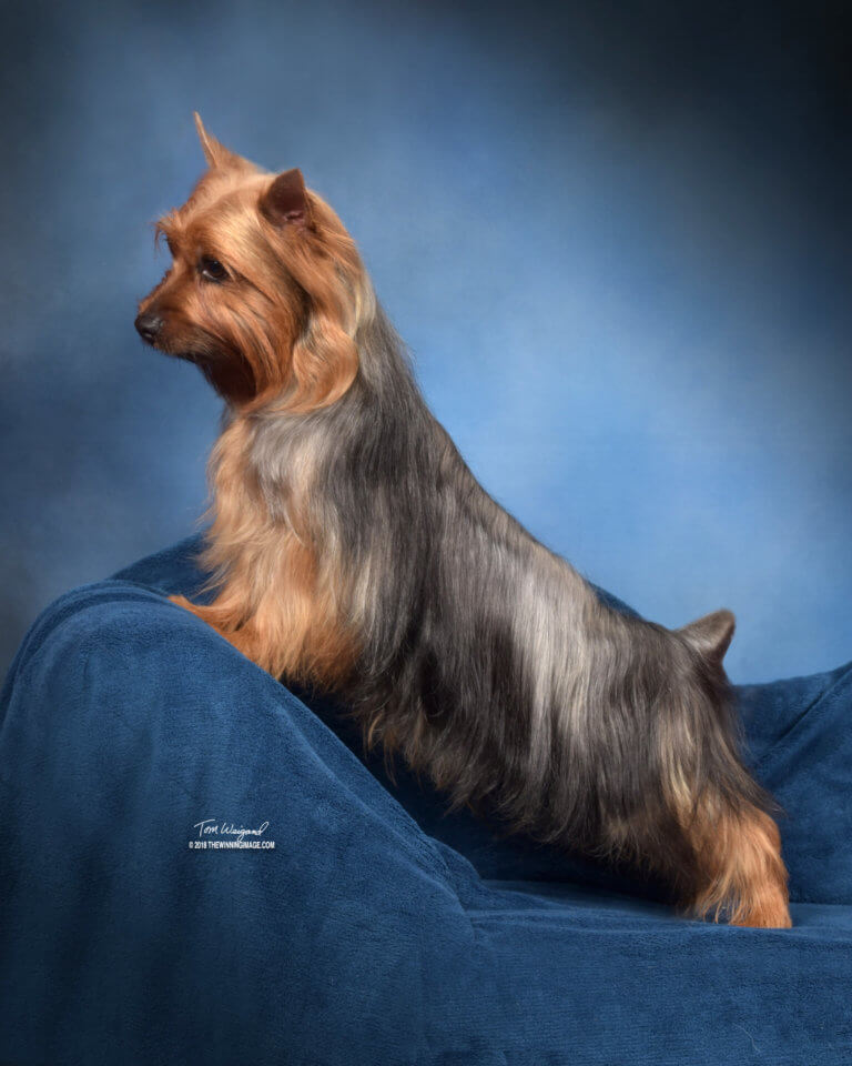 Tessier Silky Terriers
