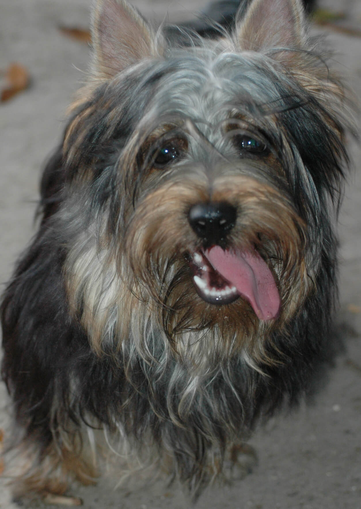 Tessier Silky Terriers » Avoiding Stupidity