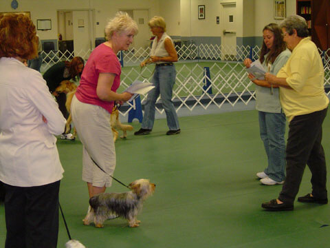 This is smart Sara at her basic Obedience graduation.