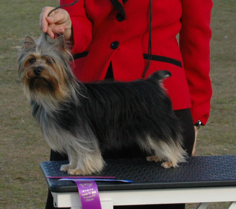 Tessier Silky Terriers » Brooksville January 2016