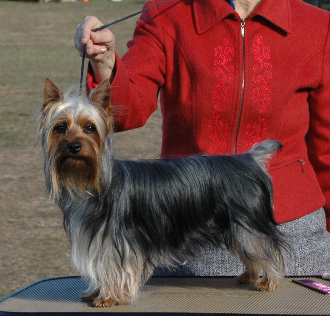 Tessier Silky Terriers » Brooksville January 2016