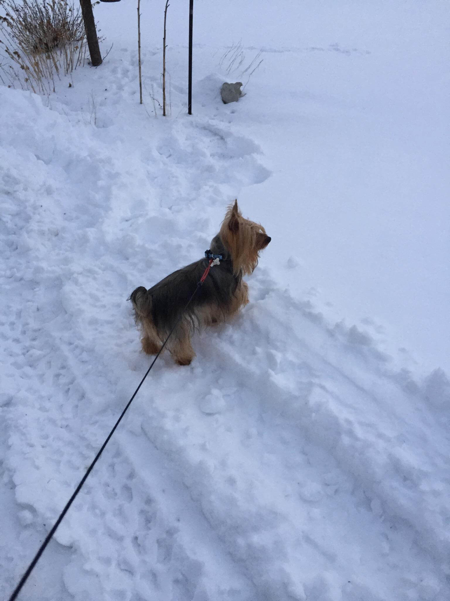 Tessier Silky Terriers » Behavior