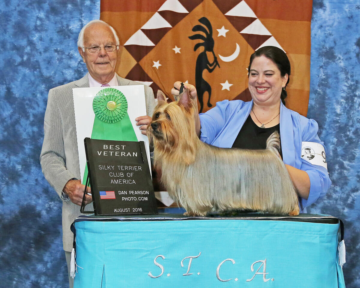 Tessier Silky Terriers » An A Plus Week STCA Nationals August 11 12 2016
