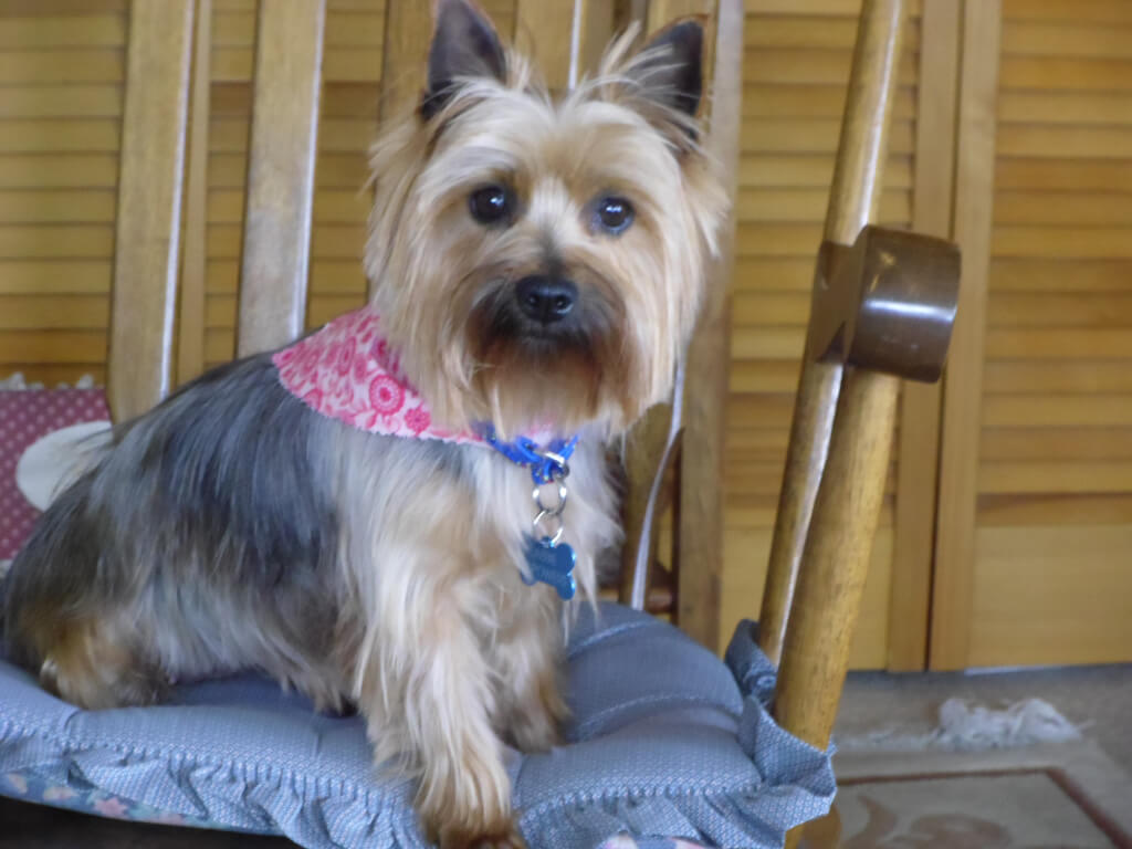 Tessier Silky Terriers » Abby (formerly Chickadee)