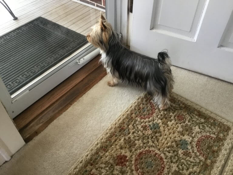 Tessier Silky Terriers » Rosie