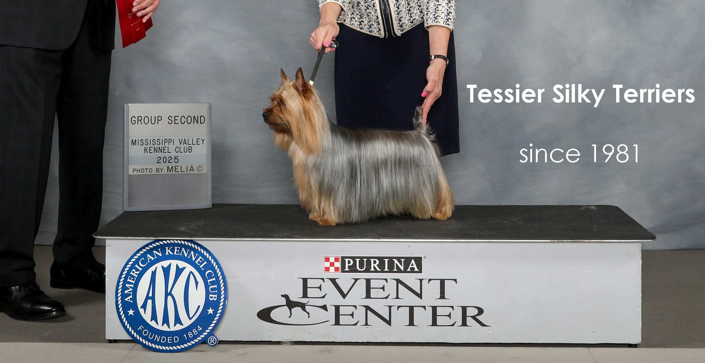 Photo of a quality Silky Terrier taking a nice win