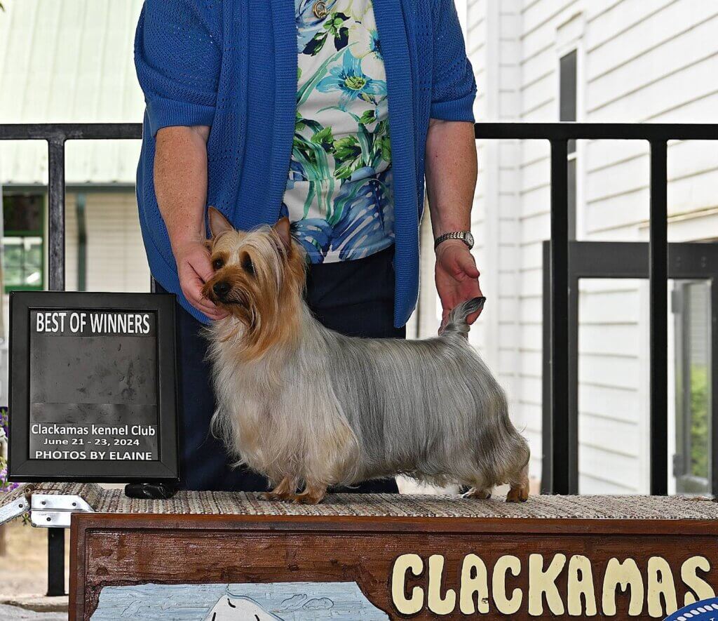 Ch. Weeluv's Strike It Rich at Tessier "Richie"